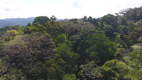 Vuelo-Cercano-A-Baja-Altura-Sobre-El-Dosel-Del-Parque-Amazónico-Guayana.-Hora-Del-Día-Saül